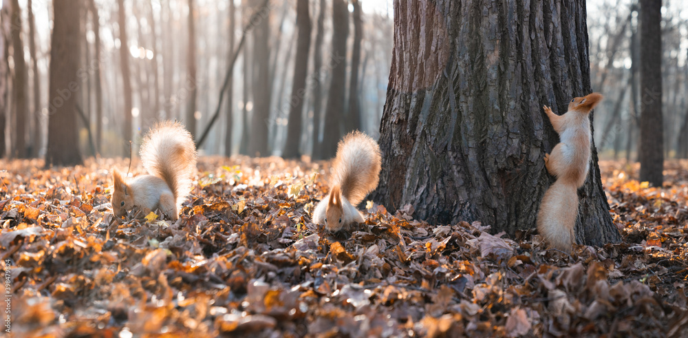 Two cute red squirrels play in the autumn park. Furry red squirrels in darker winter coat with ear-tufts and fluffy tails. Autumn fall foliage sunny park scene. Many red squirrels playing eating nuts Two cute red squirrels play in the autumn park. Furry red squirrels in darker winter coat with ear-tufts and fluffy tails. Autumn fall foliage sunny park scene. Many red squirrels playing eating nuts