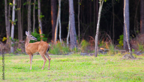 Whitetail deer looking back into a forest © Guy Sagi