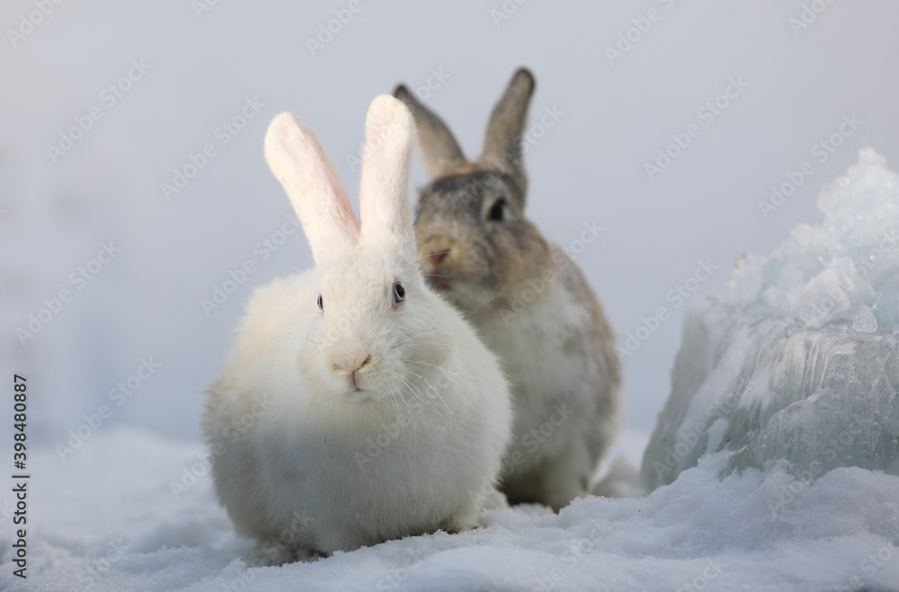 Obraz premium two white rabbits in the snow