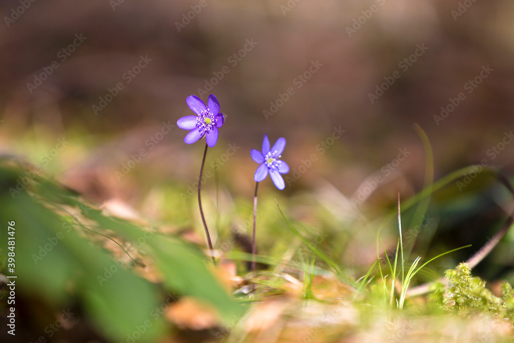 Blue hepaticas (Anemone hepatica) in the forest Blue hepaticas (Anemone hepatica) in the forest
