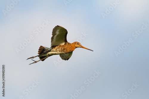 Black-tailed Godwit (Limosa Limosa) flying in the meadows near Rosmalen in the Netherlands