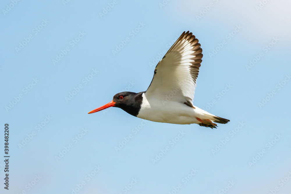 Eurasian oystercatcher (Haematopus ostralegus) flying in a blue sky in springtime in the Netherlands Eurasian oystercatcher (Haematopus ostralegus) flying in a blue sky in springtime in the Netherlands