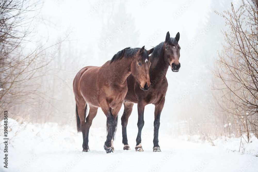 Warmblüter im Schnee