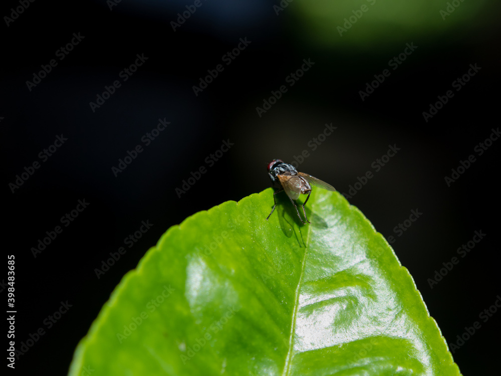 Fototapeta premium Mosca