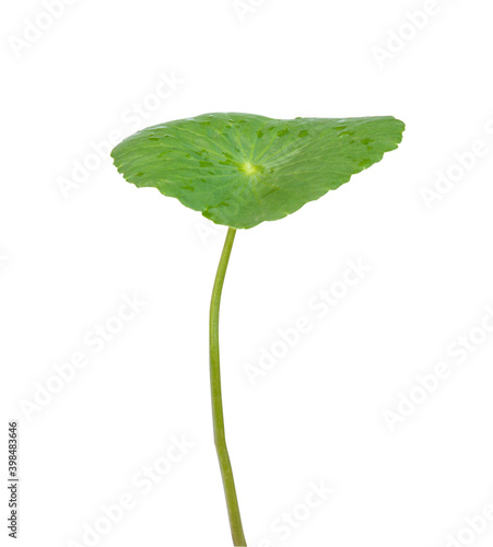 Centella asiatica leaves with water droplets. (Asiatic pennywort, Indian pennywort) isolated on white background. Tropical medical herbal plant concept. Clipping path