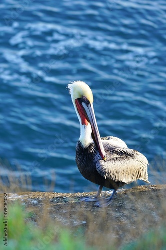 Wild pelican birds by the water in the La Jolla Cove near San Diego, California