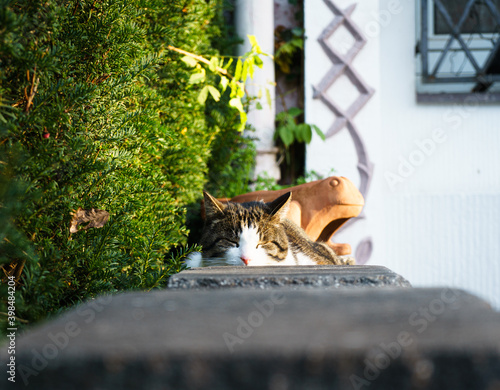 Cat relaxing in the sun