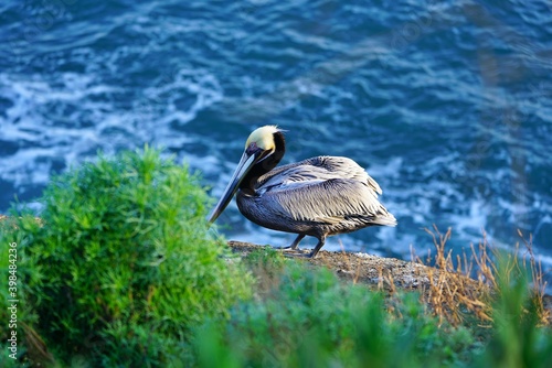 Wild pelican birds by the water in the La Jolla Cove near San Diego, California