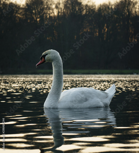 Swan on a lake during sunset
