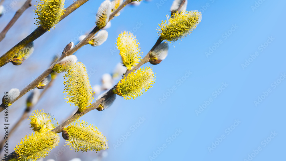 Yellow flowering pussy willow branches on blue sky background with copy space Yellow flowering pussy willow branches on blue sky background with copy space