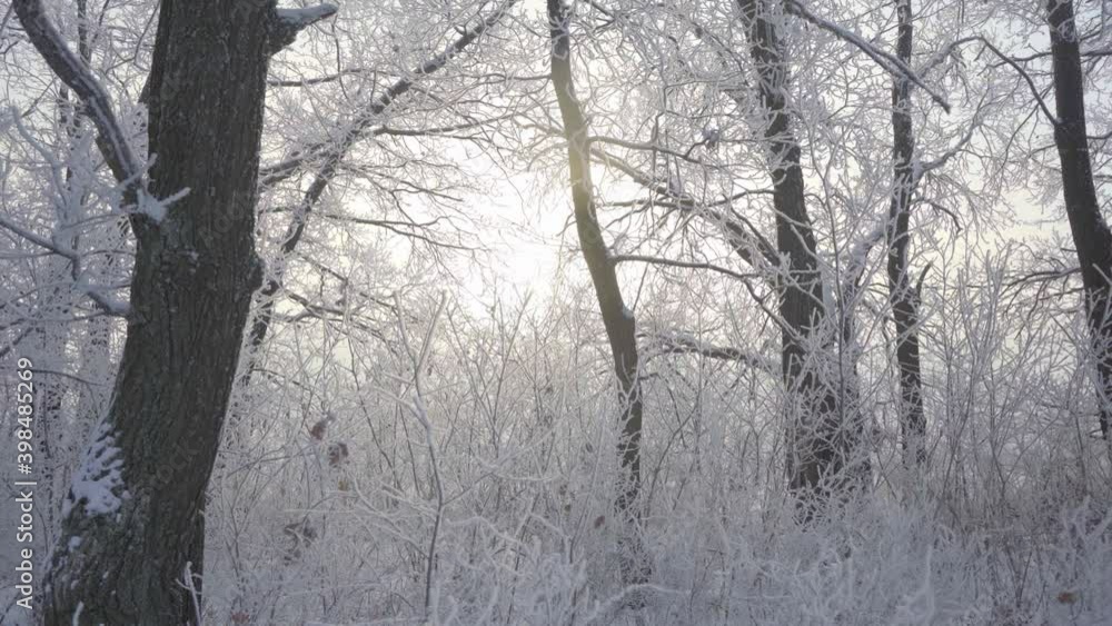 Walk through the winter forest with snow-covered trees on a beautiful frosty morning. No people Walk through the winter forest with snow-covered trees on a beautiful frosty morning. No people