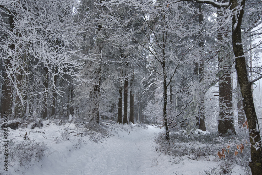 Winterwald in den Vogesen auf dem Champ du feu Winterwald in den Vogesen auf dem Champ du feu