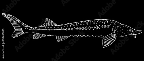 Sturgeon fish hand drawn. White contour of freshwater fish on black background. Vector illustration.