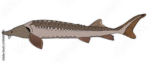 Sturgeon hand drawn. Color fish isolated on white background. Freshwater fish. Vector illustration.