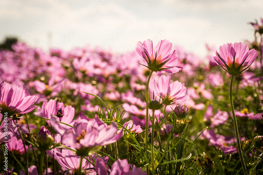 Pink cosmos flowers garden against warm sunlight with blue sky background Pink cosmos flowers garden against warm sunlight with blue sky background