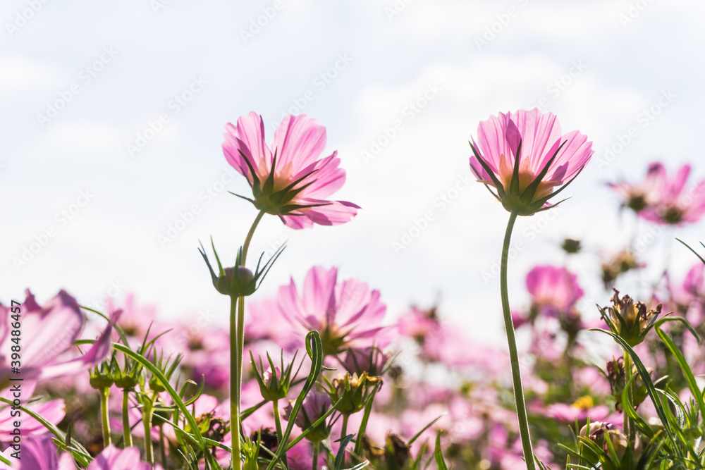 Pink cosmos flowers garden against warm sunlight with blue sky background Pink cosmos flowers garden against warm sunlight with blue sky background