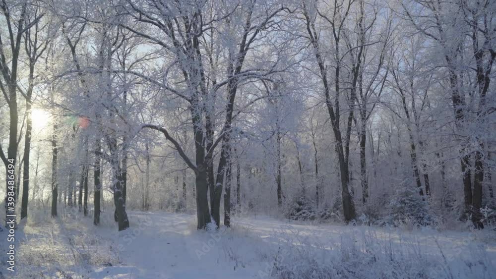 Walk through the winter forest with snow-covered trees on a beautiful frosty morning. No people Walk through the winter forest with snow-covered trees on a beautiful frosty morning. No people