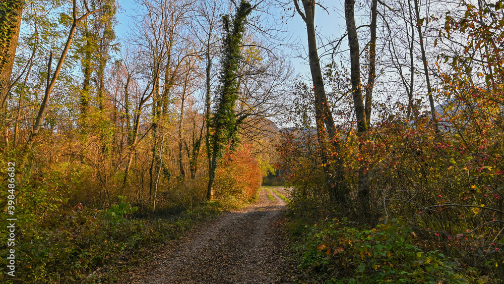 Sentiero che passa attraverso il bosco, in autunno, con suggestivi alberi colorati dei colori dell'autunno. 