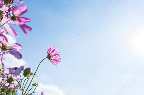 Pink cosmos flowers blooming in the garden wiht blue sky background.