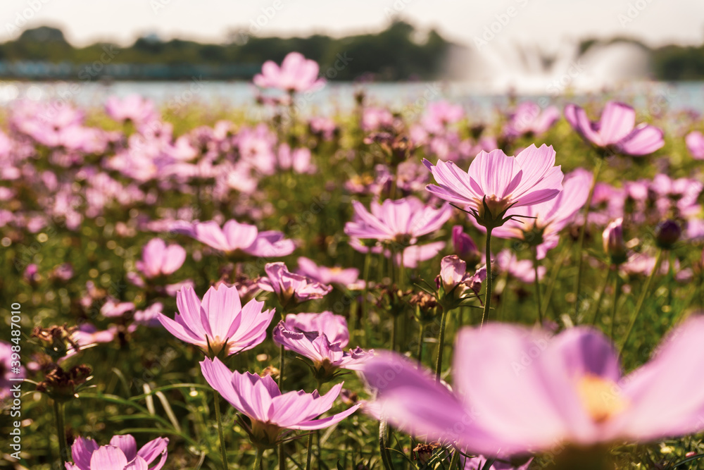 Pink cosmos flowers garden against warm sunlight Pink cosmos flowers garden against warm sunlight