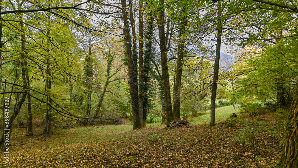 Sentiero che passa attraverso il bosco, in autunno, con suggestivi alberi colorati dei colori dell'autunno. Sentiero che passa attraverso il bosco, in autunno, con suggestivi alberi colorati dei colori dell'autunno.