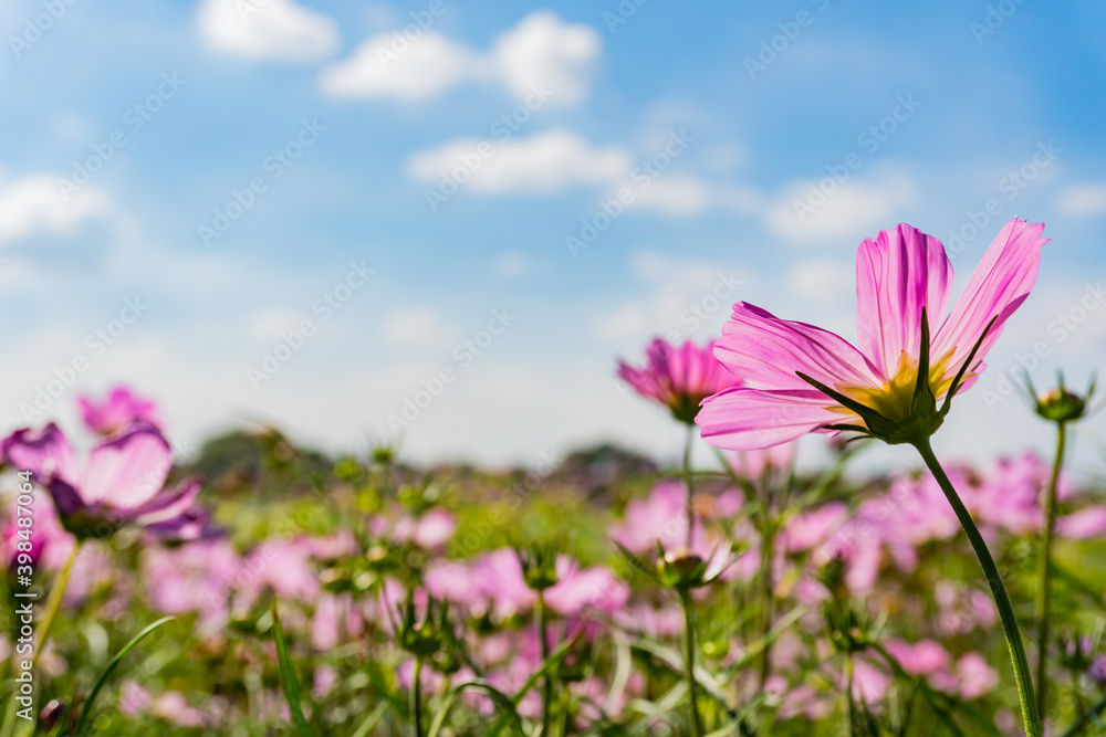 Pink cosmos flowers garden against warm sunlight Pink cosmos flowers garden against warm sunlight