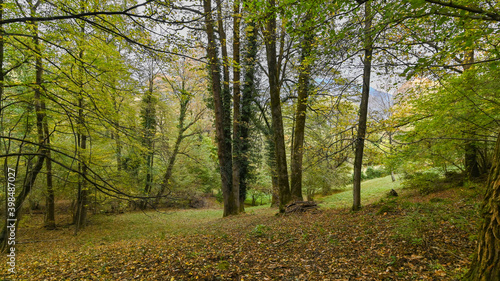 Sentiero che passa attraverso il bosco, in autunno, con suggestivi alberi colorati dei colori dell'autunno.  photo