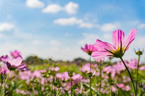 Fototapeta Naklejka Na Ścianę i Meble -  Pink cosmos flowers garden against warm sunlight