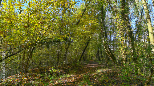 Sentiero che passa attraverso il bosco, in autunno, con suggestivi alberi colorati dei colori dell'autunno. 