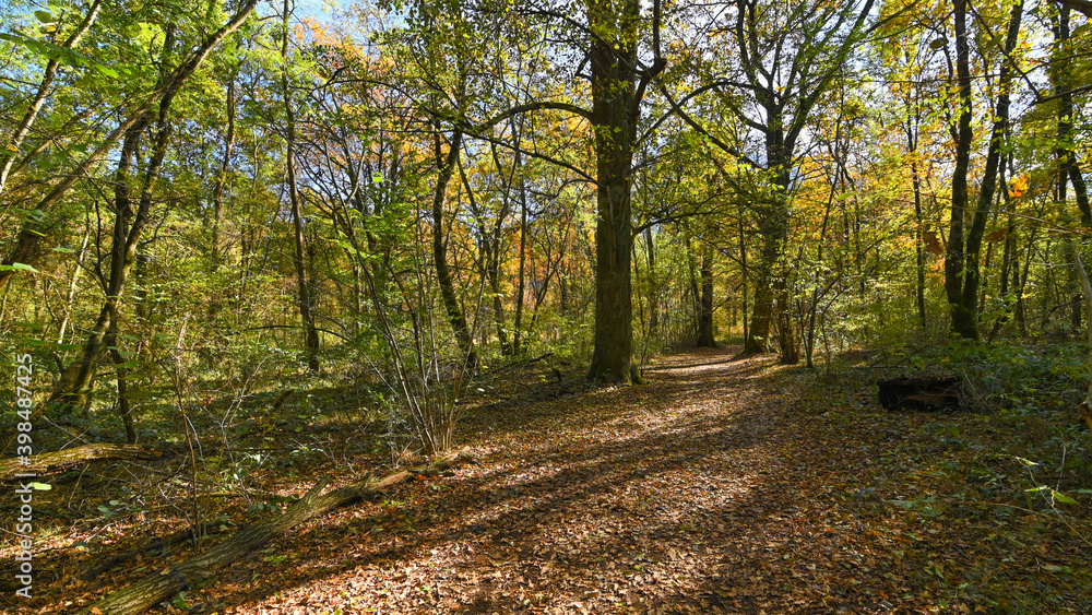 Obraz premium Sentiero che passa attraverso il bosco, in autunno, con suggestivi alberi colorati dei colori dell'autunno. 