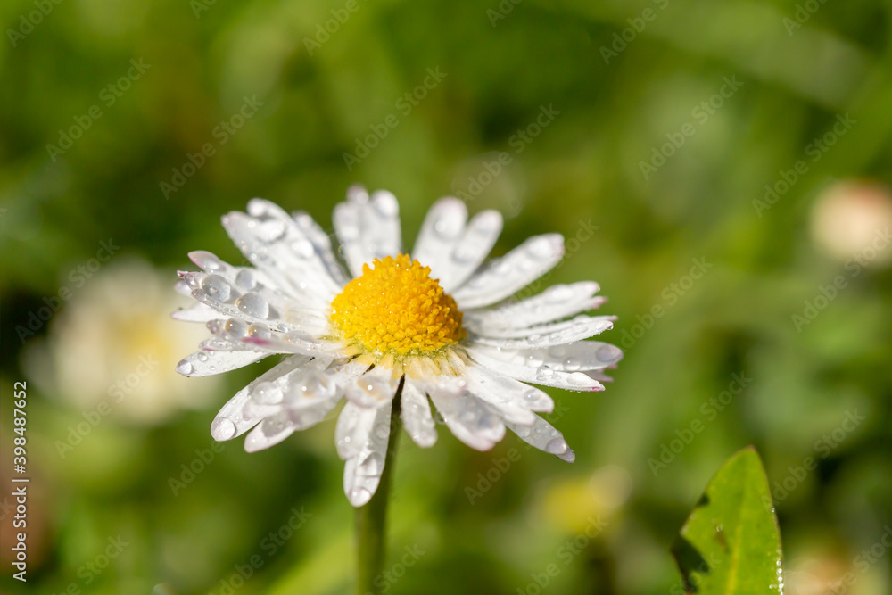 Obraz premium Dewy daisy flower on a meadow
