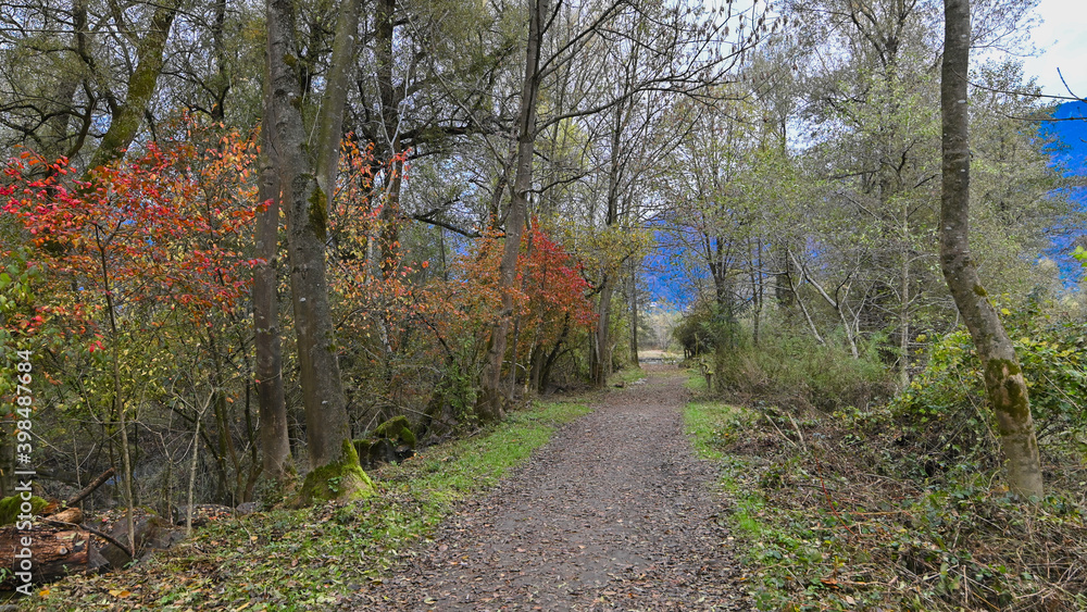 Sentiero che passa attraverso il bosco, in autunno, con suggestivi alberi colorati dei colori dell'autunno. Sentiero che passa attraverso il bosco, in autunno, con suggestivi alberi colorati dei colori dell'autunno.