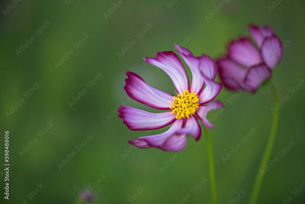 Beautiful flowers with green nature background,select focus. Beautiful flowers with green nature background,select focus.