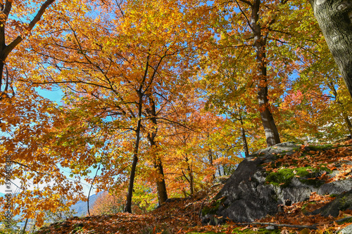 Suggestivo paesaggio autunnale, immerso nei boschi colorati con foglie gialle, arrancioni e rosse. Molto bello. 