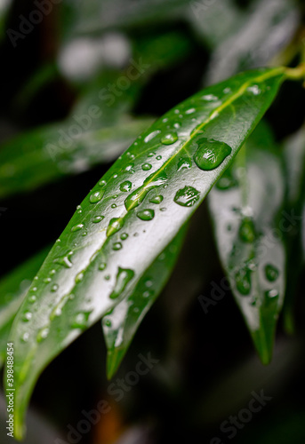 Raindrops on long dark green leaf.