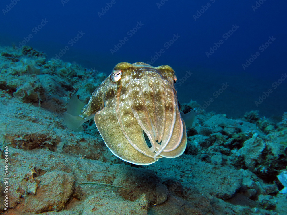 Close-up of a Pharao cuttlefish Sepia pharaonis Close-up of a Pharao cuttlefish Sepia pharaonis
