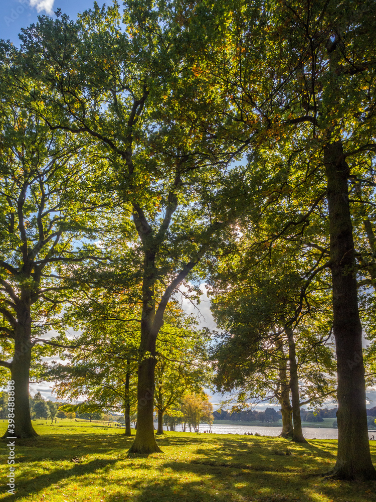 Early autumn colour on trees at Tatton Park, Knutsford, Cheshire, UK Early autumn colour on trees at Tatton Park, Knutsford, Cheshire, UK