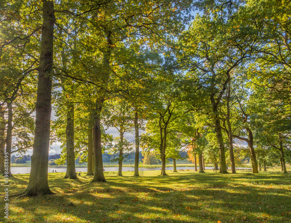 Obraz premium Early autumn colour on trees at Tatton Park, Knutsford, Cheshire, UK