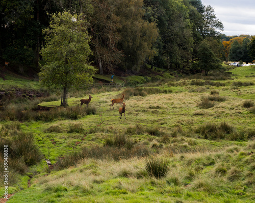Group of stag deer at Tatton Park, Knutsford, Cheshire, Uk