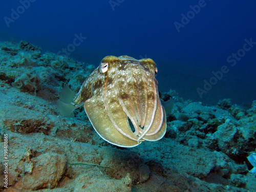 Close-up of a Pharao cuttlefish Sepia pharaonis photo