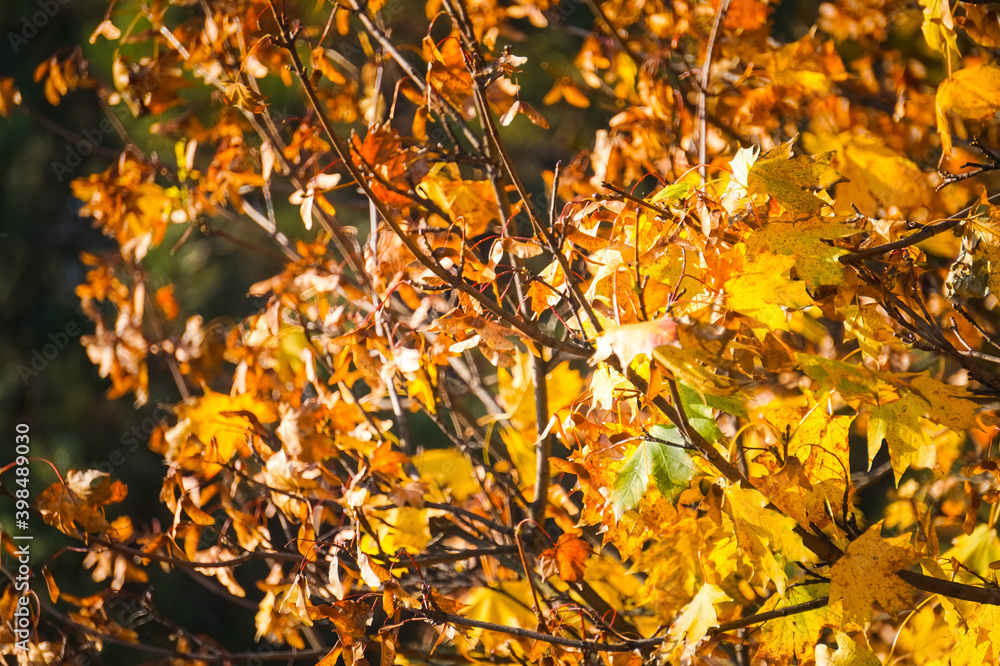 Orange and yellow leaves on a tree - fall foliage