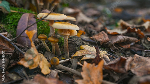Gruppi di funghi nel bosco in autunno, in primo piano
