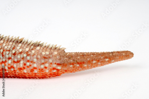 Tail regeneration (autotomy) of an iguana  // Schwanzregenerat (Autotomie) eines Leguan (Leiocephalus schreibersii) photo