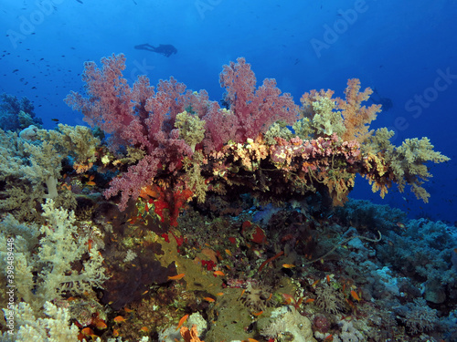 A beautiful soft coral community on a central Red Sea coral reef