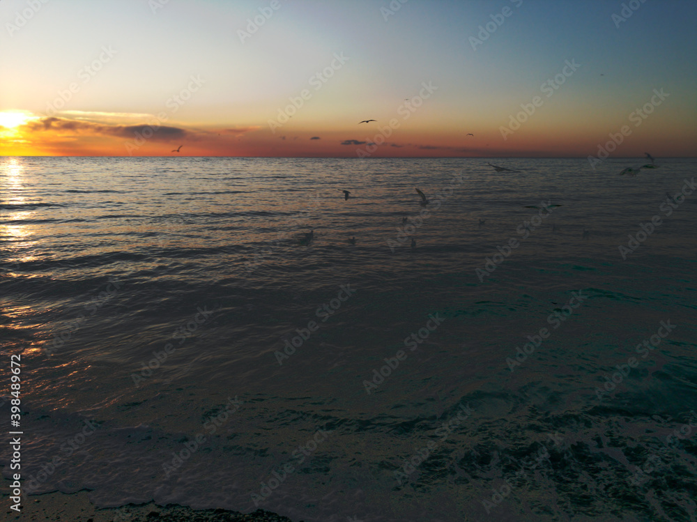 Naklejka premium Seagulls over water