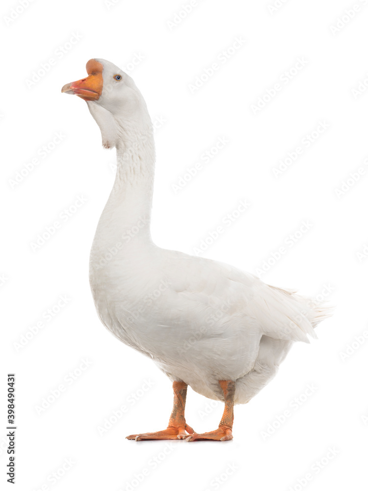 white large goose isolated on white background white large goose isolated on white background