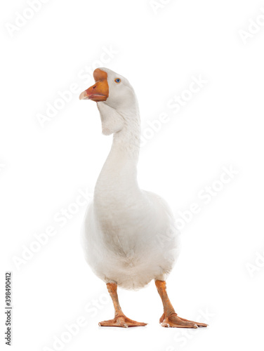 white large  goose isolated on white background