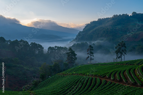 Strawberry Farm in Thailand at the morning.