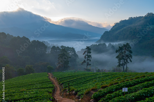 Strawberry Farm in Thailand at the morning.