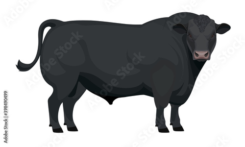 Farm animal - Black Bull. Aberdeen Angus - The Best Beef Cattle Breeds. Vector Illustration.